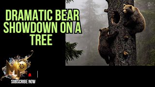 Dramatic Bear Showdown on a Tree Caught on CCTV [upl. by Higginbotham400]