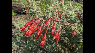 Pruning California Fuchsias [upl. by Alanson]