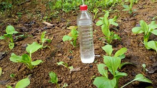 Cheap simple ideas drip irrigation system easy to make and fast from plastic bottles free [upl. by Onailerua195]