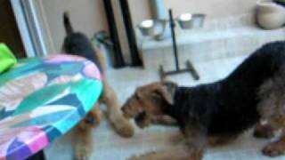 Airedales Tea amp Leo playing [upl. by Elagibba480]