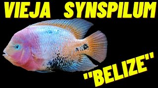 Vieja Synspilum quotBelizequot  21221 [upl. by Ecidnak]