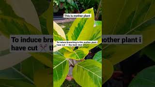 Mother and baby plant of Ficus Altissima or Yellow Gem or Golden gem ficuselastica indoorplants [upl. by Oicafinob971]