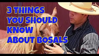 3 MOST IMPORTANT THINGS ABOUT BOSALS [upl. by Tnomyar157]