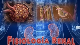 Fisiología Renal [upl. by Ress]