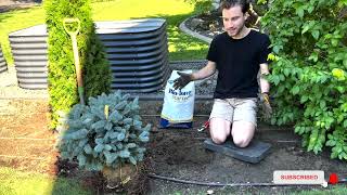 Planting a Globosa Blue Spruce in the Garden [upl. by Ardra]