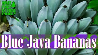 TASTING the BLUE JAVA BANANA Does It really Taste like ICE CREAM [upl. by Attehcram524]