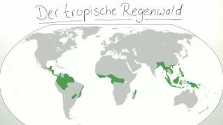 DER TROPISCHE REGENWALD  Biologie  Ökologie [upl. by Gilberte290]