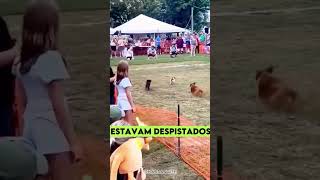 Esse é o cachorro MAIS INTELIGENTE do MUNDO curiosidades [upl. by Drahsir933]