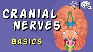 Cranial Nerve BASICS  The 12 cranial nerves and how to REMEMBER them [upl. by Secor]