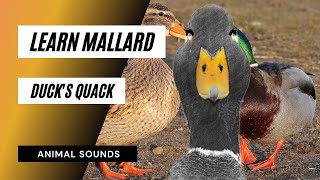 Learn Mallard Ducks Quack  mallard ducks quacking sounds [upl. by Kevin]