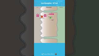 YouTube Short Iron Absorption GI Tract Short [upl. by Earl986]