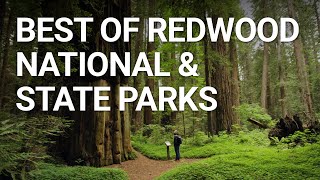 Top Things You NEED To Do In Redwood National Park California [upl. by Madonna]