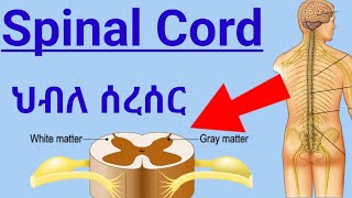 How Spinal Cord Works ascending tractsdescending tracts ህብለ ሰረሰር የአንጎል ክፍል እንዴት ይሰራል spinalcord [upl. by Johann714]