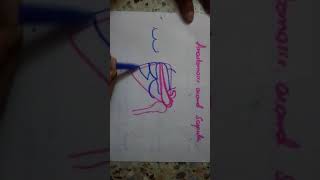 draw ANASTOMOSIS around SCAPULA in 1 minute [upl. by Yrffej]