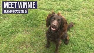 Obedience training for a working Cocker Spaniel puppy [upl. by Magdalen]