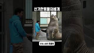 유일하게 심해까지 잠수 가능한 고래가 아닌 포유류 quot남방코끼리물범quot [upl. by Yaja690]