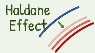 Haldane Effect in Transport of Carbon Dioxide [upl. by Macy]