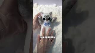 ¡Así se hacen los Peluches 😱😍shorts curiosidades gatos [upl. by Ellehcyar]