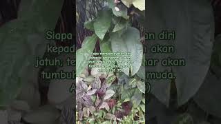 Amsal 1128 TB alkitab firmantuhan renungankristen ayatalkitab gereja motivasi doa [upl. by Elleinad]