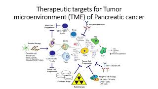 Therapeutic targets for tumor microenvironment TME of Pancreatic cancer PDAC Code 565 [upl. by Neemsaj]