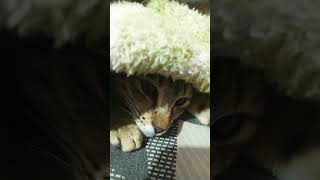 Wagging tails catlovers cute shortsvideoviral cat cutenessworld ytshorts ASA [upl. by Ahsetel]