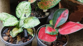 Aglaonema Plant Repotting [upl. by Ardeha]