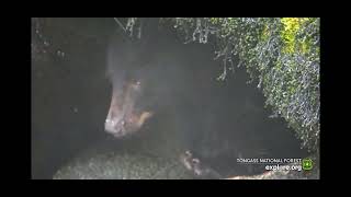 Yearling gets leftovers Anan Wildlife Observatory Lower Falls and Caves August 30 2024 exploreorg [upl. by Elfstan]