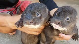 Cute Otter’s With Owner Sweet Pet [upl. by Jodee211]