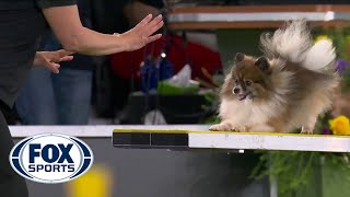 WoodyWolf completes memorable agility run in the 8inch class  FOX SPORTS [upl. by Mchale]