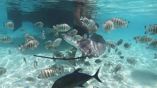 Moorea Snorkeling [upl. by Wagshul]