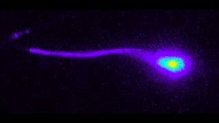 High speed ratiometric calcium imaging [upl. by Rutherfurd]