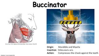 Buccinator  Visual Learning Aid [upl. by Palla]