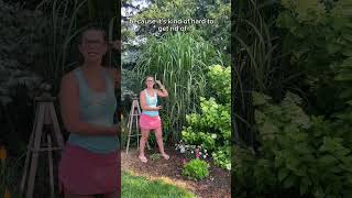 Miscanthus Giganteus is a robust perennial grass [upl. by Chrystal]