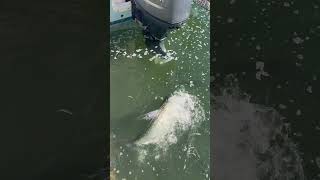 Key West Tarpon Frenzy hand feeding [upl. by Walling417]