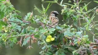 House Sparrow 12 [upl. by Shirlee512]