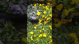 Rainbow of Pansies gardening beginninggardening shorts [upl. by Elgna385]