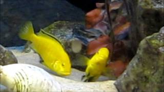 African cichlids mating ritual [upl. by Sllew]