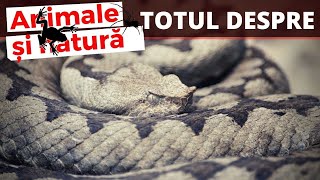 Totul despre VIPERA CU CORN  colaborare Primii10aniDinTerariu [upl. by Sitto]