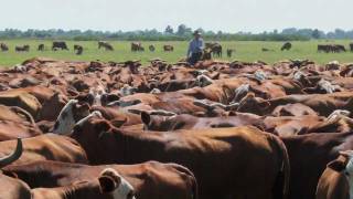 Florida Family Ranch  Ranching RoundUp Americas Heartland [upl. by Emor]