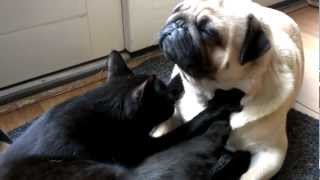 Joep the Pug receiving a massage from Frits the Cat [upl. by Evie]