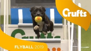 Flyball  Team SemiFinals  Part 1  Crufts 2019 [upl. by Noyek527]