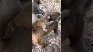 Funny baby monkeys Funny and adorable moments Funny moments that make you laugh to tears 158 [upl. by Ydak]