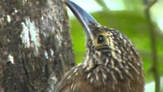 Planalto Woodcreeper [upl. by Jessey]