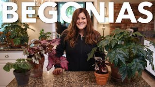 Indoor Begonia Care Guide 🌿 Garden Answer [upl. by Asilaj]