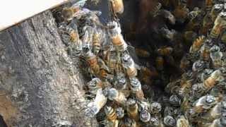 Honey Bees Festooning [upl. by Sanez]