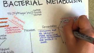 Bacterial Metabolism Part 1 Cellular Respiration of Bacteria [upl. by Parsons]