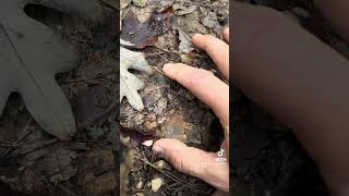 Crystal on the side of clear quartz crystals rockhounding gemsandminerals prospecting [upl. by Zelig634]