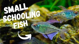 Best SMALL Schooling Fish  TOP 7 [upl. by Gertruda]