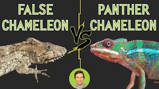 Panther Chameleon vs Bearded Anole False Chameleon  Head To Head [upl. by Sheri]