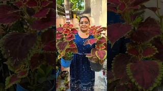 Coleus Plant Care Tips youtubeshortshortvideo [upl. by Acinorav]